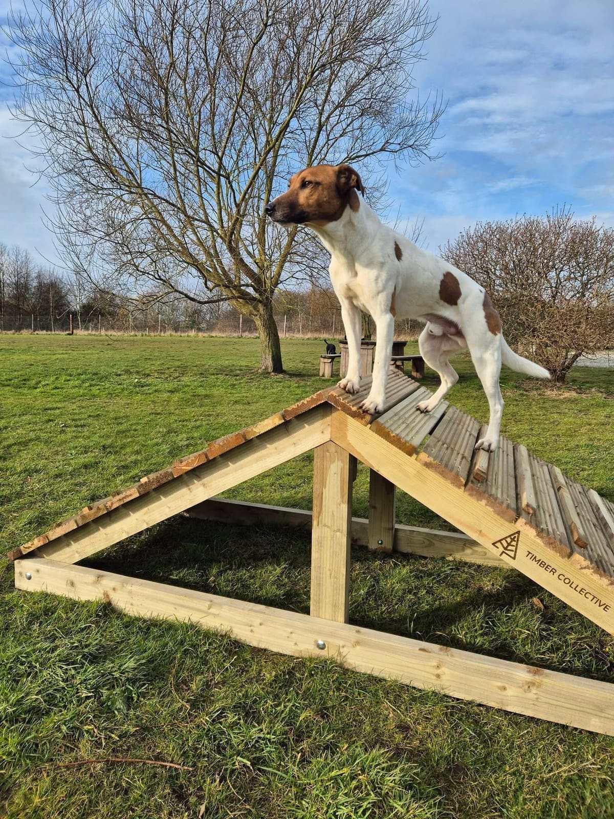 New agility course opens at Sandwell Valley Dog Park — West Bromwich news photo (Sandwell Council)